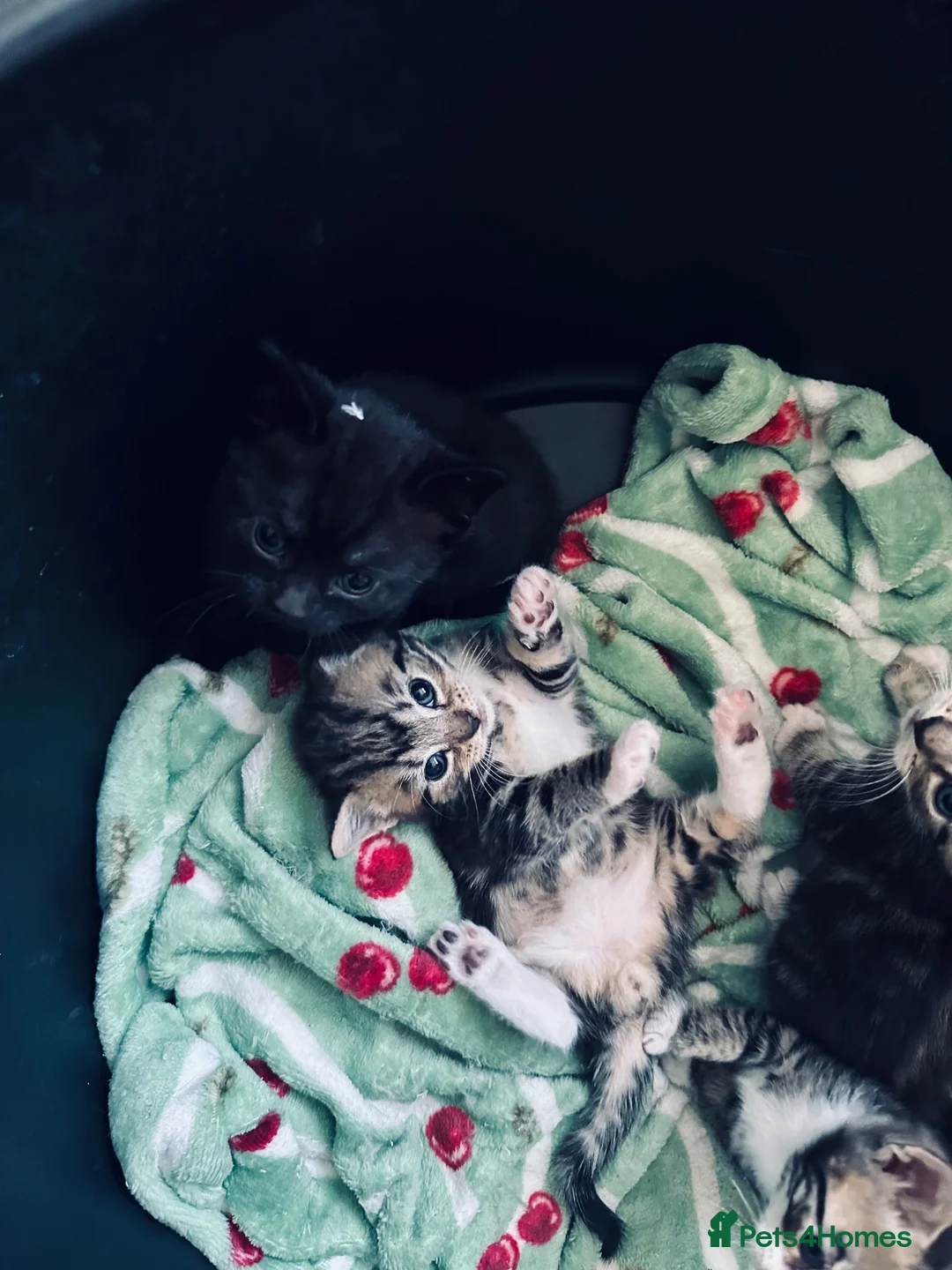 Mixed Breed cats for sale: Adorable Kittens Looking for Their Homes  in Waltham Abbey - Advert 2