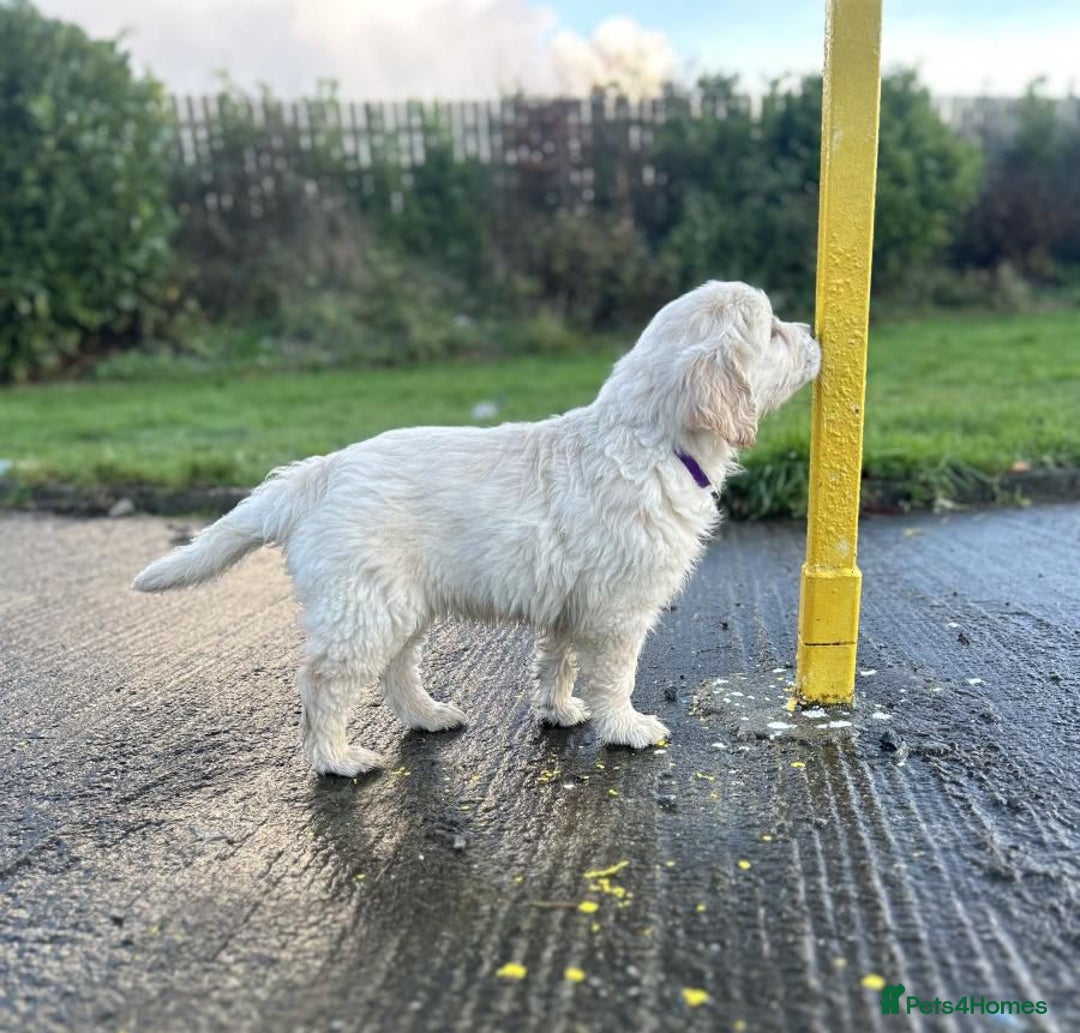 Golden Retriever dogs for sale: Adorable Golden Retriever Puppies Available - Advert 5