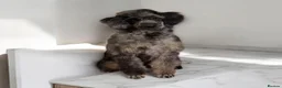 Labradoodle dogs for sale: Adorable labradoodle puppies  - Advert 31
