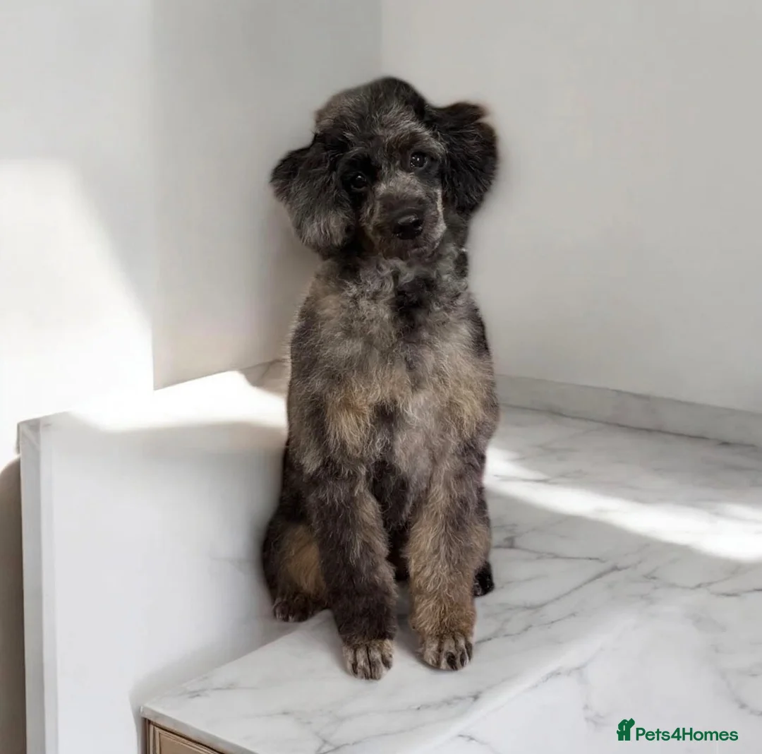 Labradoodle dogs for sale: Adorable labradoodle puppies  - Advert 31
