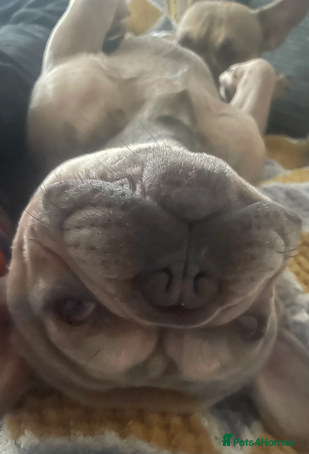 French Bulldog dogs for stud: Proven KC registered Frenchie for stud - Advert 5