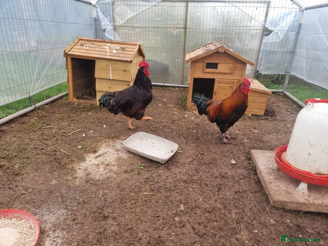 Chickens poultry for sale: 2 Purebred Cockerels - Advert 1