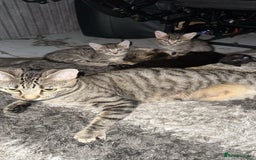 British Shorthair cats for sale: Adorable black half tabby half shorthair  - Image 6