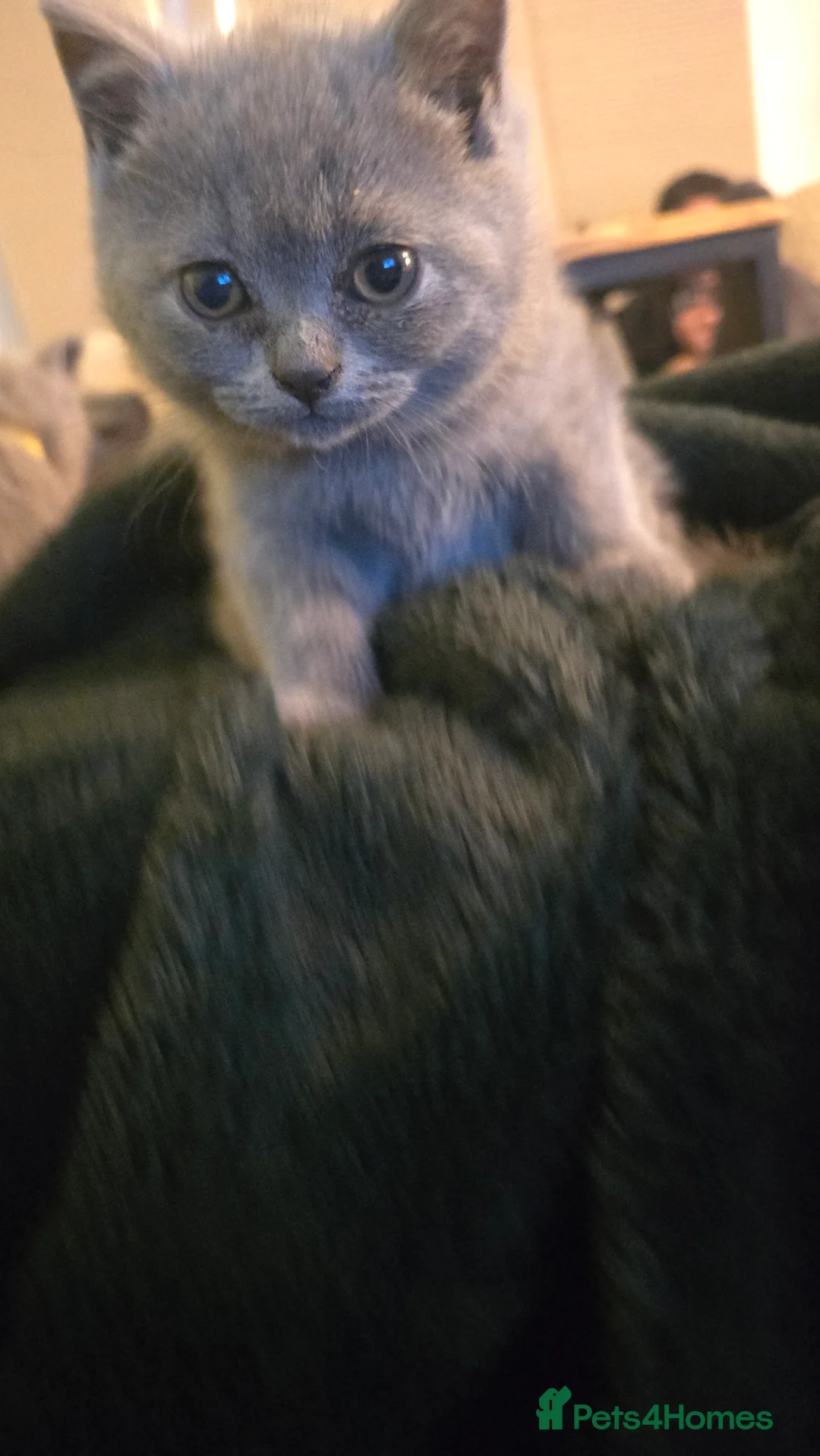 British Shorthair cats for sale: 6 british short hair ready to go  - Advert 12