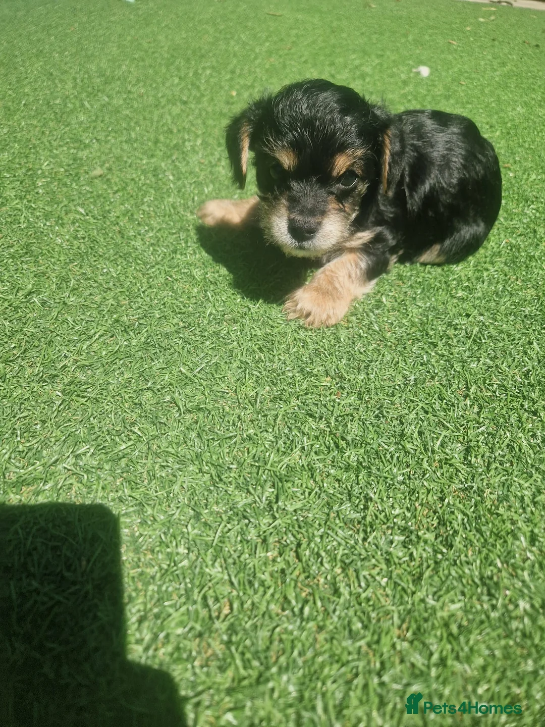 Yorkshire Terrier dogs for sale: Yorkshire terrier pups  in Tunbridge Wells - Advert 2