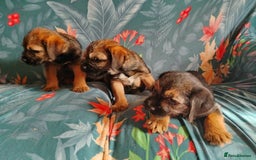 Border Terrier dogs for sale: Fully vaccination 1 boy left  - Image 13