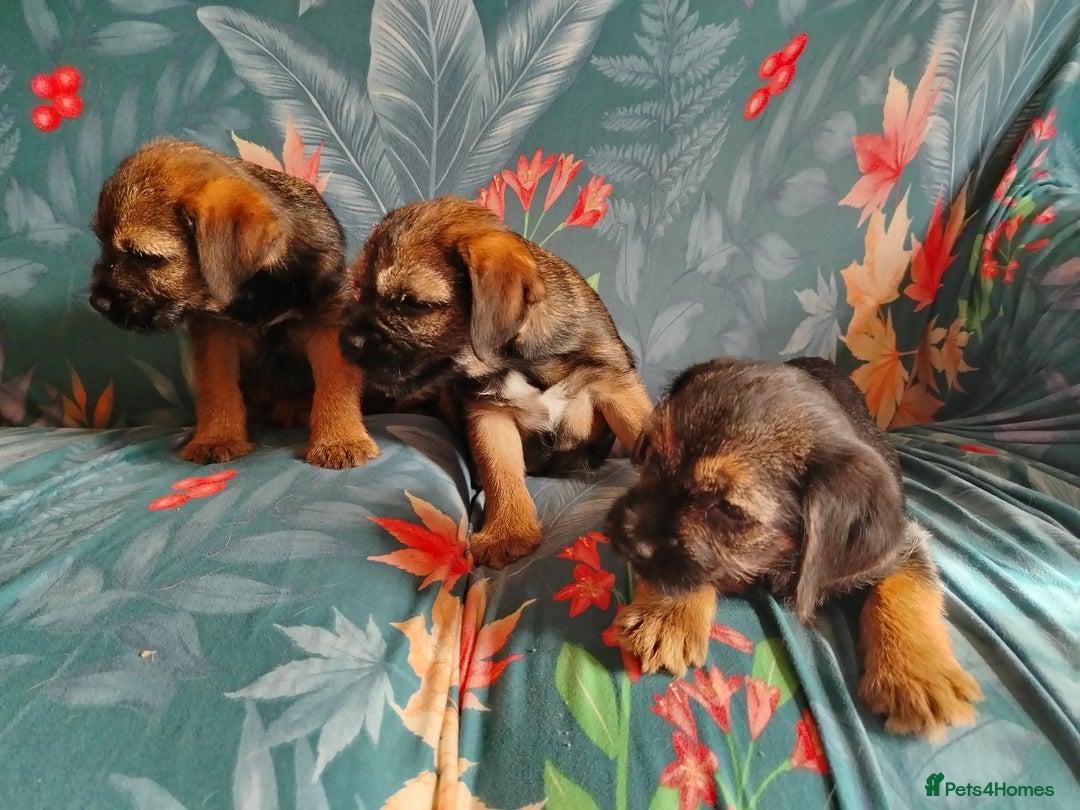 Border Terrier dogs for sale: Fully vaccination 1 boy left  - Image 13