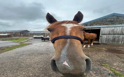 English Thoroughbred horses for sale: Dream 4 year old thoroughbred mare - Image 4