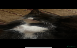 American Shorthair cats for sale: 4 kitten for sale 3 males and 1 female  - Image 6