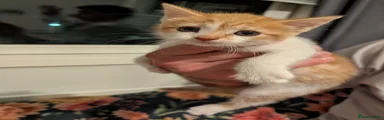 Kitten 3