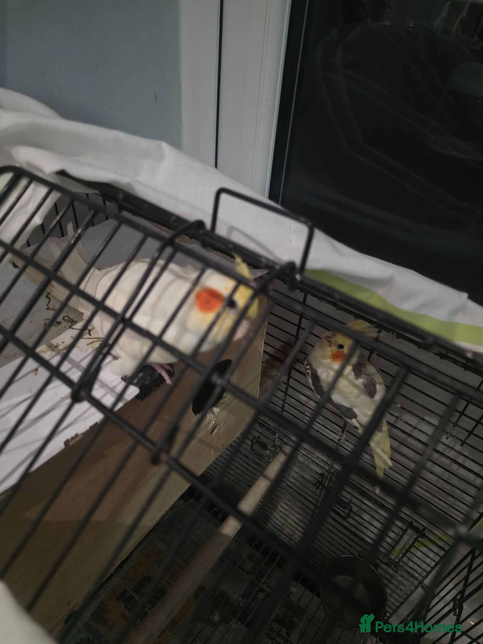Cockatiels birds Lovely babies - Advert 5