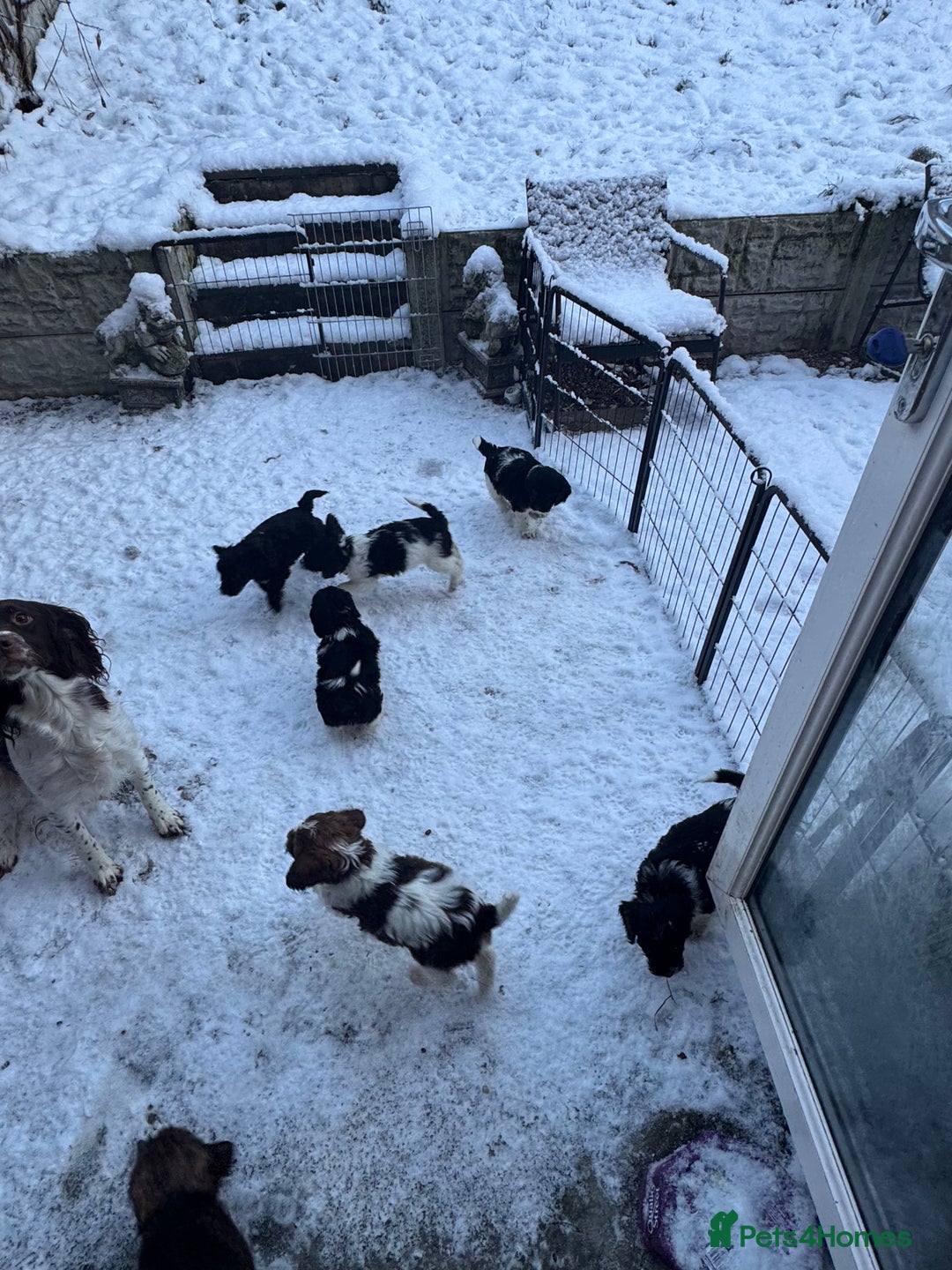 Mixed Breed dogs for sale: 8 Springer mix Puppies - Advert 6