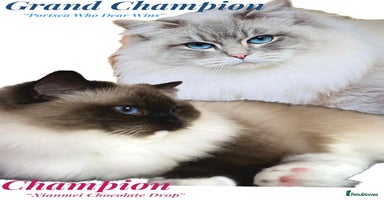 Ragdoll cats - Advert 13