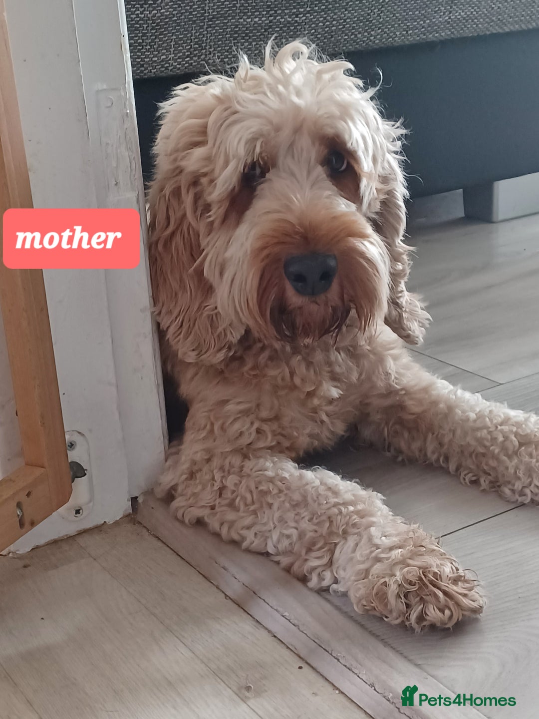 Cavapoo dogs for sale: 🐶  Cavapoo/ miniature poodle 🐶  - Advert 3