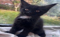 Maine Coon cats for sale: 2 sweet boys looking for new home - Image 5