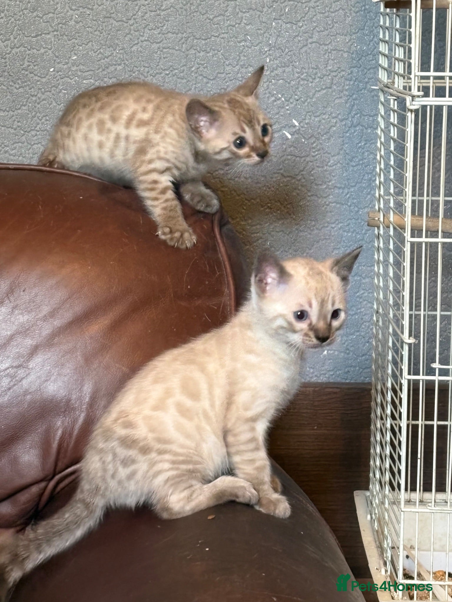 Bengal cats 🐾 Stunning TICA Registered Bengal Kittens 🐾 - Advert 2
