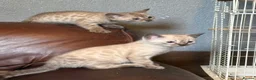 Bengal cats for sale: 🐾 Stunning TICA Registered Bengal Kittens 🐾 - Advert 10