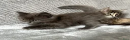 Maine Coon cats for sale: Maine Coon Kittens - Advert 5