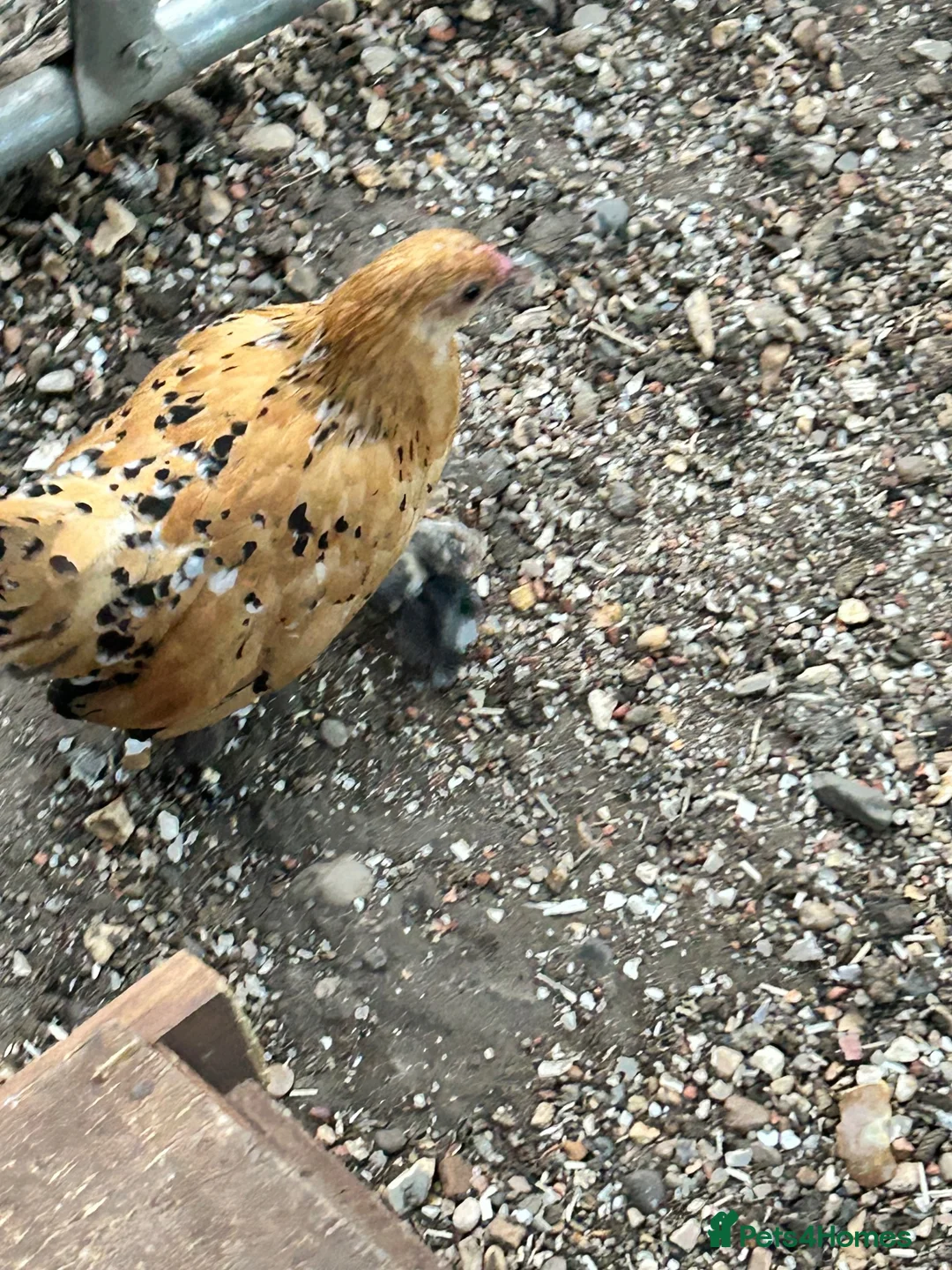 Chickens poultry for sale: 4 sablepoot growers - Advert 11