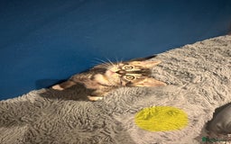 Bengal cats for sale: Queen boo 💕❤️ - Image 12