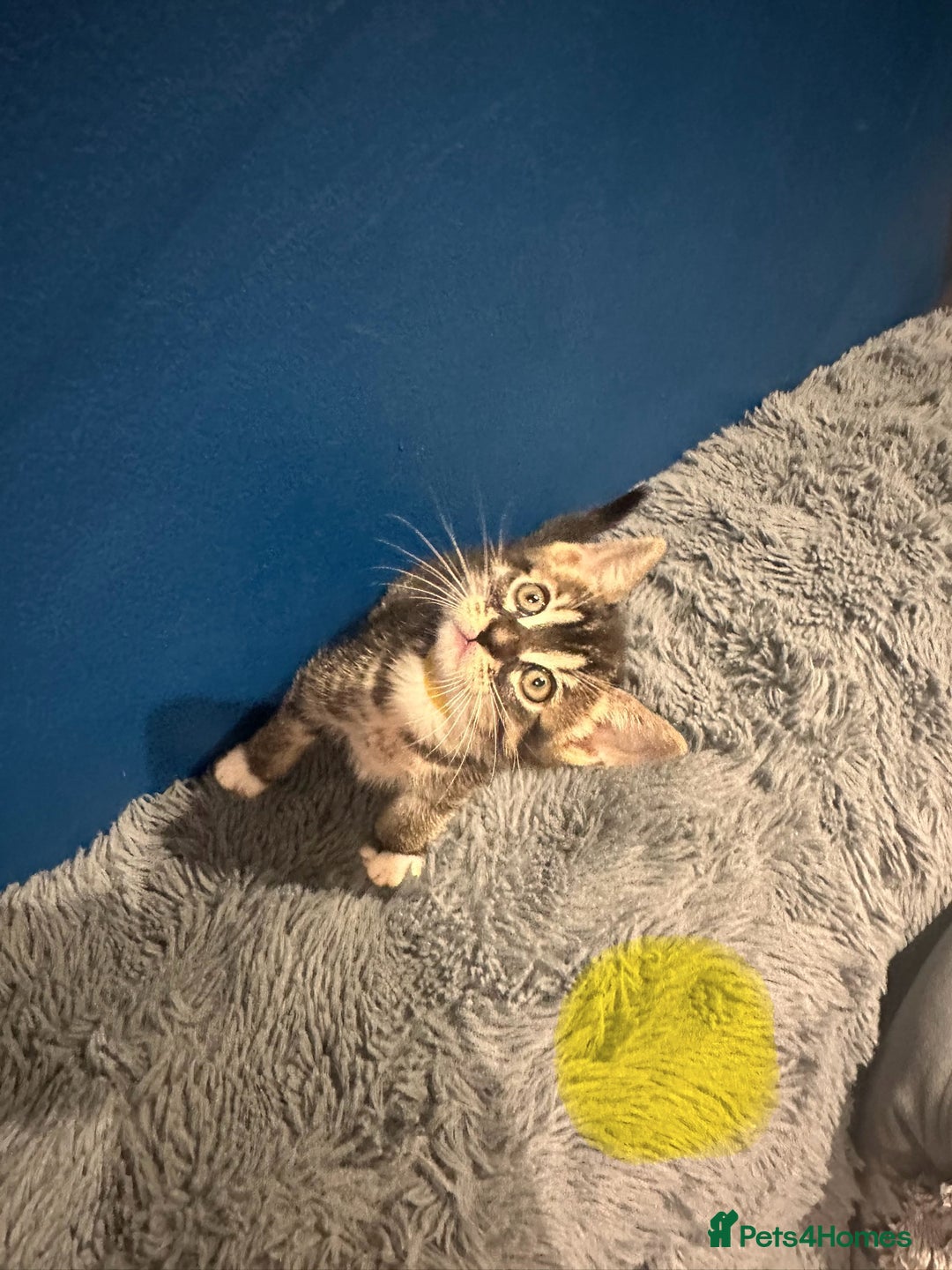 Bengal cats for sale: Queen boo 💕❤️ - Image 12