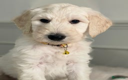 Goldendoodle dogs for sale: Stunning Goldendoodle puppies - Image 16