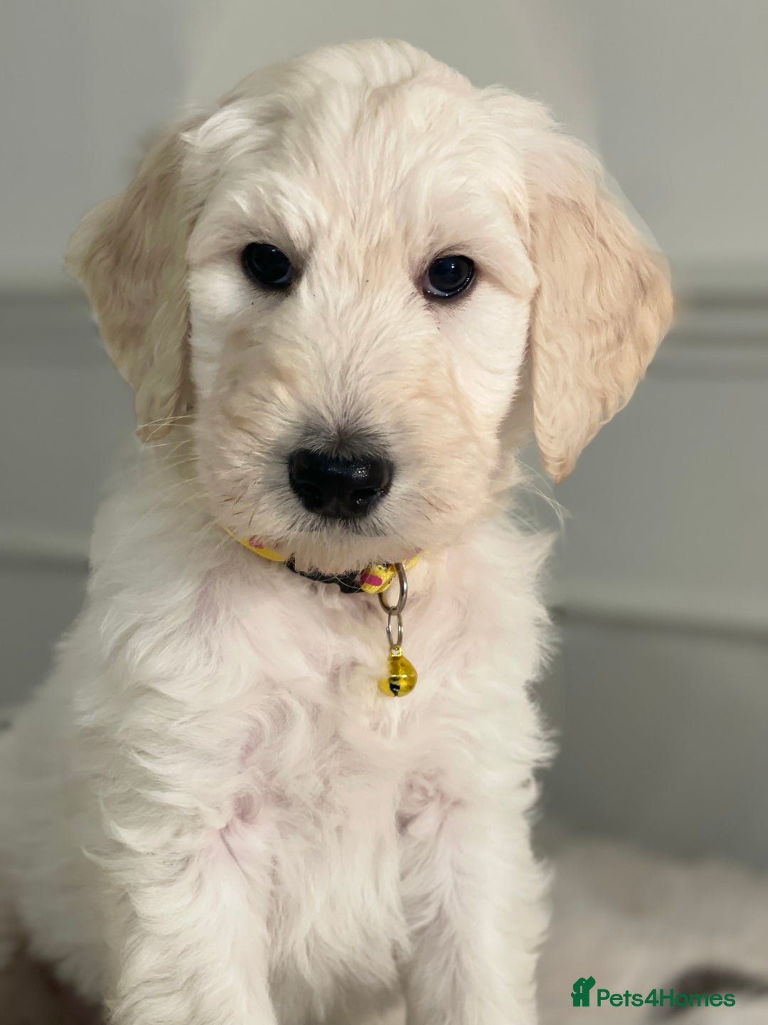 Goldendoodle dogs for sale: Stunning Goldendoodle puppies - Image 16