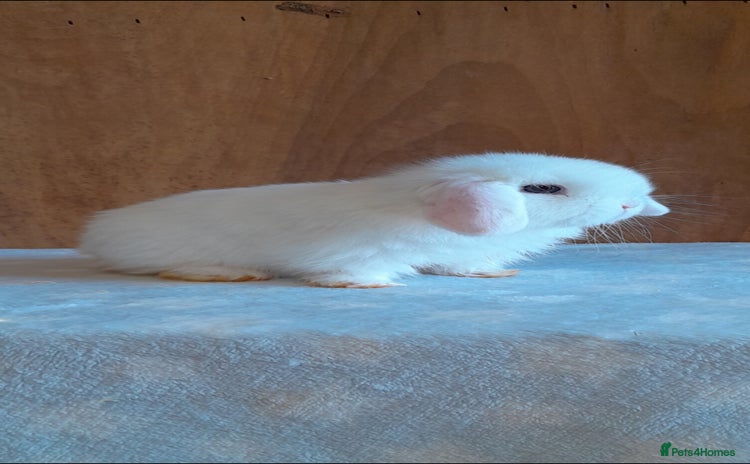 Mini Lop rabbits Purebred mini lops ready now  - Advert 1