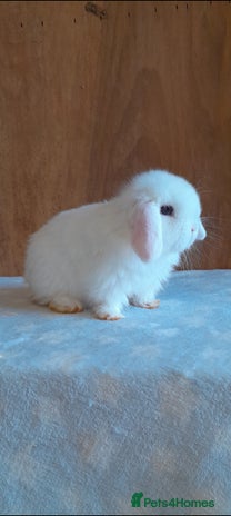 Mini Lop rabbits Purebred mini lops ready now - Advert 1