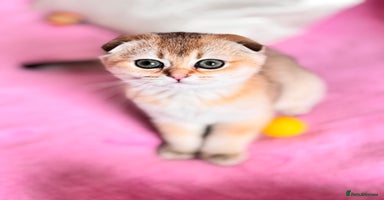 Scottish Fold cats High quality TICA pedigree kittens  - Advert 8