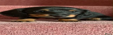 Miniature Dachshund 2