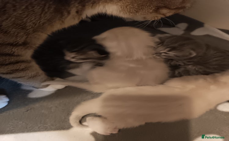 Bengal cats - Advert 6