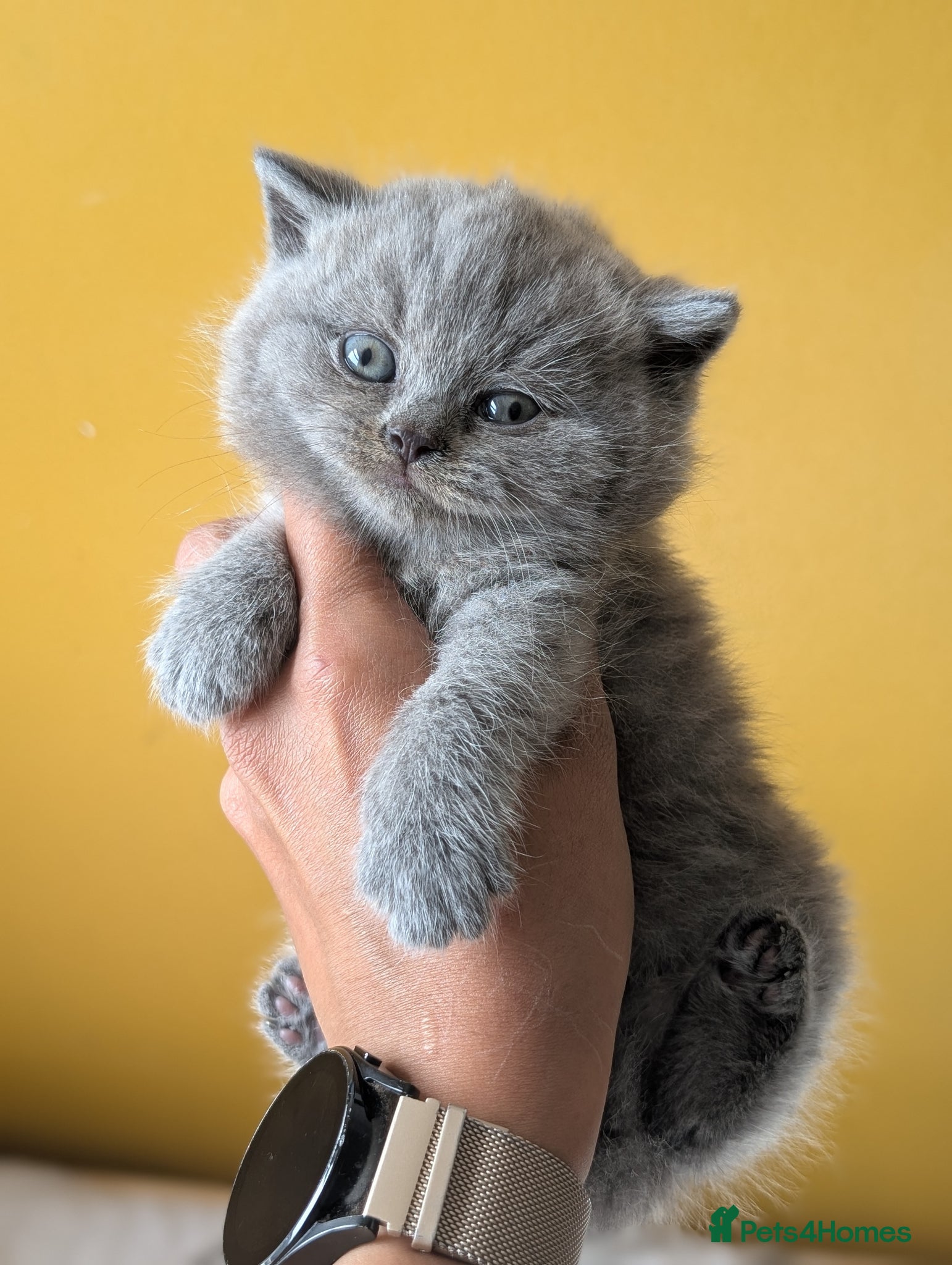 British Shorthair cats GCCF British Shorthair and longhair kittens  - Advert 8