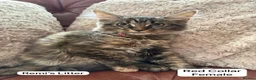 Mixed Breed cats for sale: Ragamuffin x Maine Coon Kittens For Sale  - Advert 2
