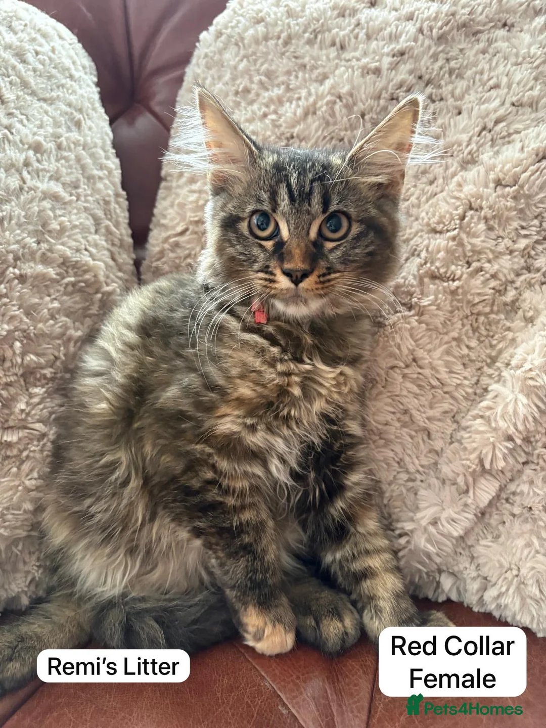 Mixed Breed cats for sale: Ragamuffin x Maine Coon Kittens For Sale  - Advert 2
