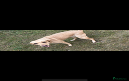 Labrador Retriever dogs for sale: Labrador  - Image 2