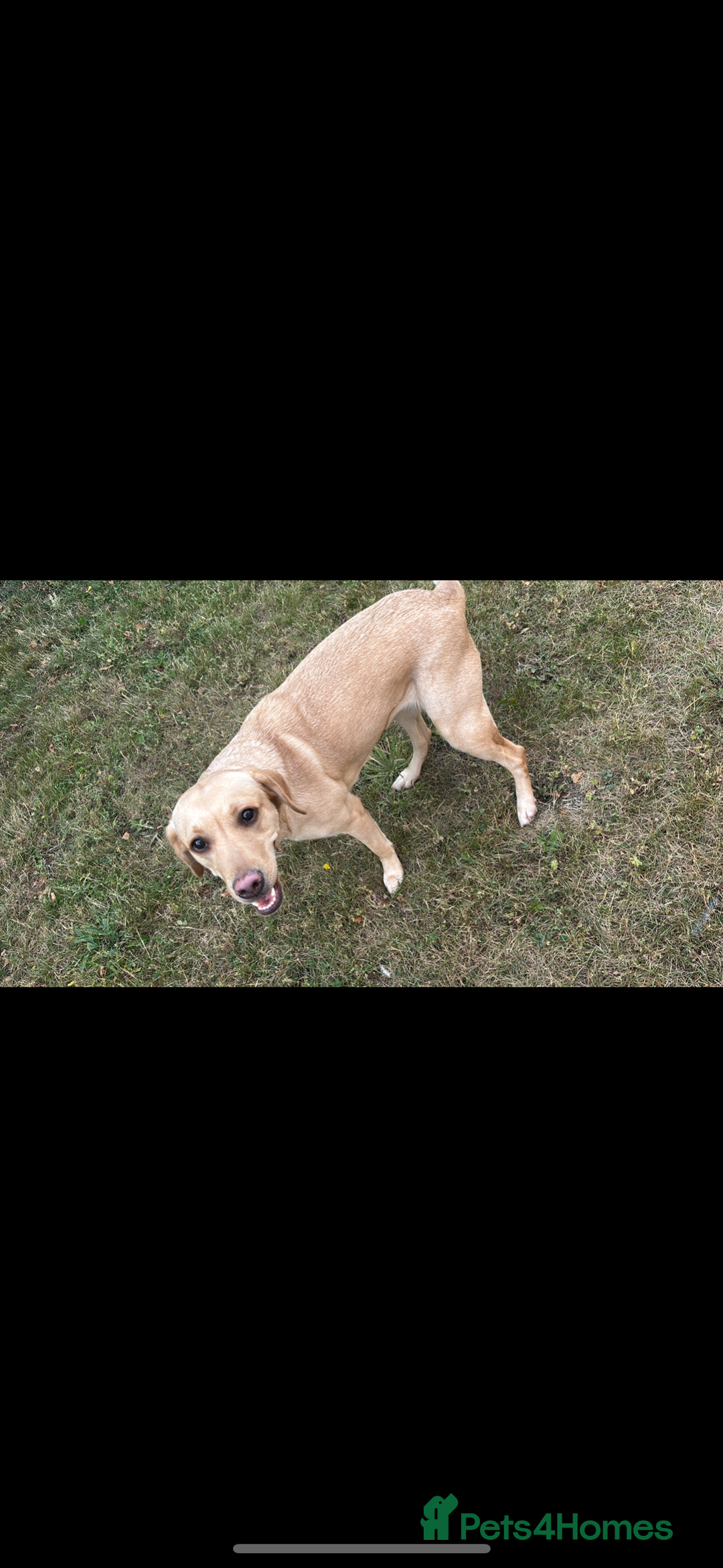 Labrador Retriever dogs for sale: Labrador  - Image 2