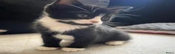 Mixed Breed cats for sale: Male kitten for sale 🩵🩵 - Advert 3