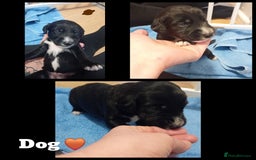 Mixed Breed dogs for sale: Greyhound x Bedlington terrior pups - Image 6