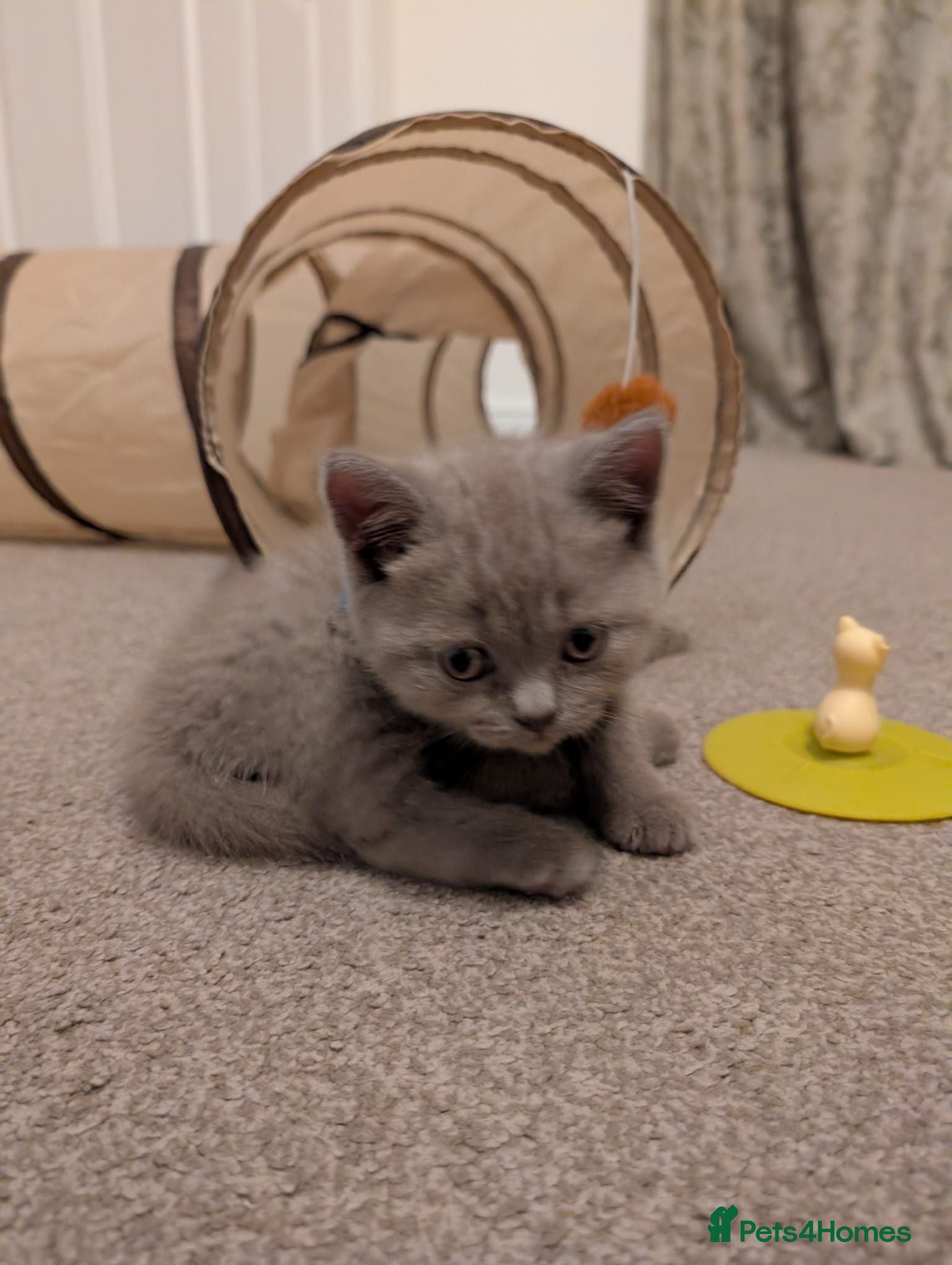 British Shorthair cats Gorgeous 9 Week Old LILAC British Shorthair Kitten - Advert 5
