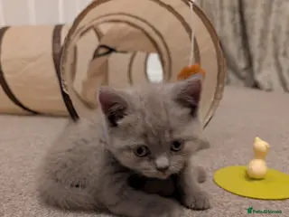 British Shorthair cats Gorgeous 9 Week Old LILAC British Shorthair Kitten - Advert 5