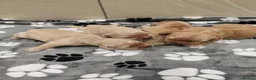 Mixed Breed dogs for sale: Dakota Sport Retrievers - Advert 10