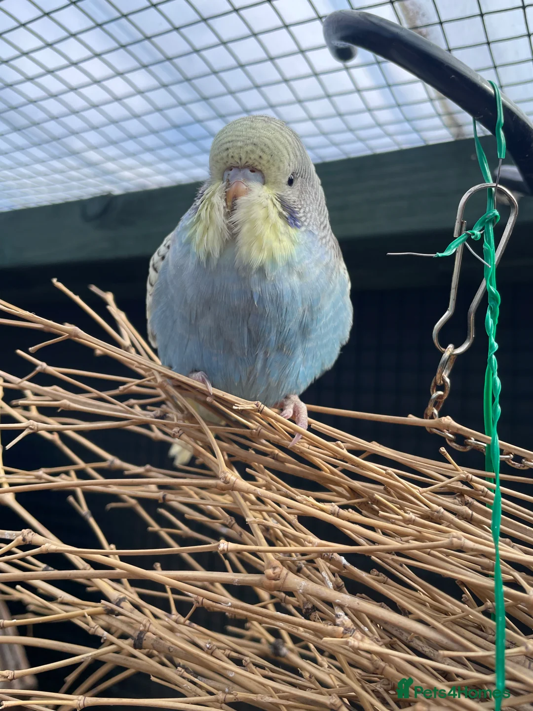 Budgerigars birds for sale: Baby Budgies in York - Advert 5