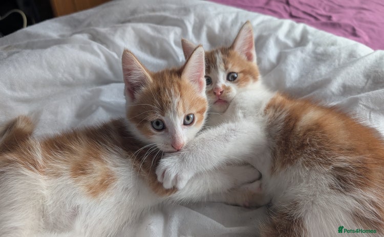 Mixed Breed cats - Advert 3