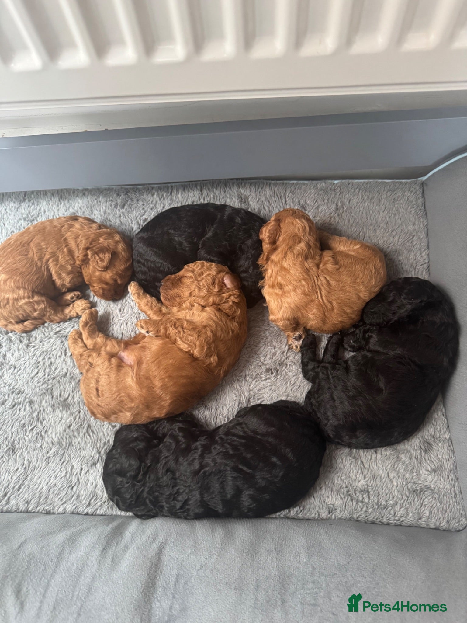 Toy Poodle dogs Toy poodle  - Advert 1
