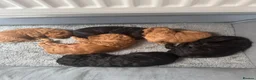Toy Poodle dogs for sale: Toy poodle  - Advert 1