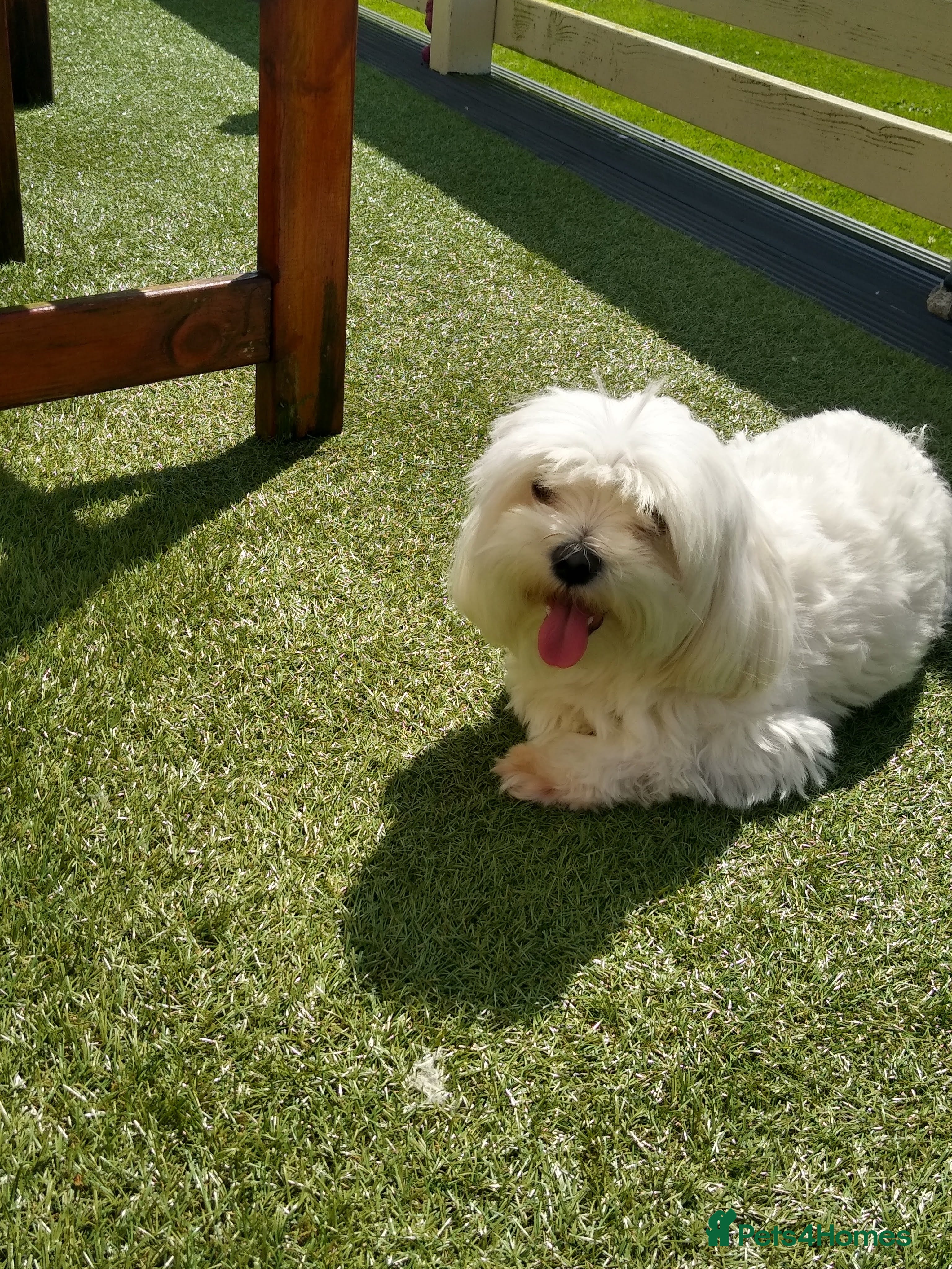 Maltese dogs Scottish Romeo waiting for Juliet  in Livingston - Advert 1