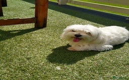 Maltese dogs for stud: Scottish Romeo waiting for Juliet  in Livingston - Image 1