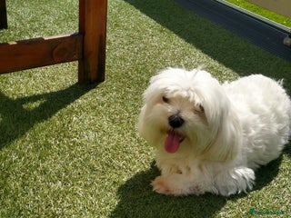 Maltese dogs in Livingston - Advert 1