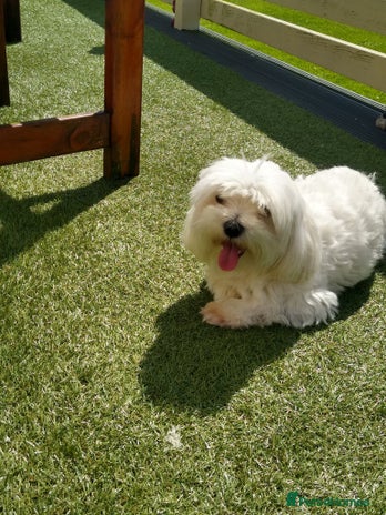 Maltese dogs in Livingston - Advert 1